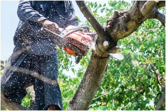 tree services Wyano